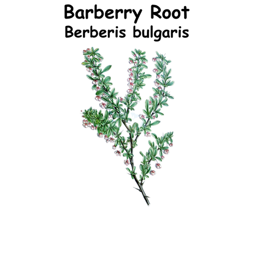 Barberry ST