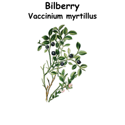 Bilberry ST