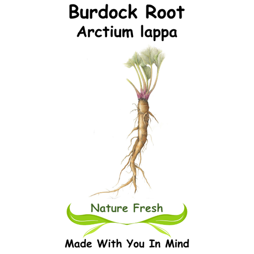 Burdock