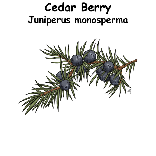 Cedar Berry ST