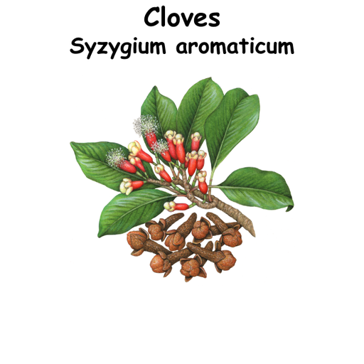Cloves ST