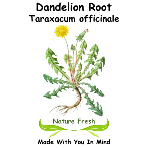 Dandelion Root