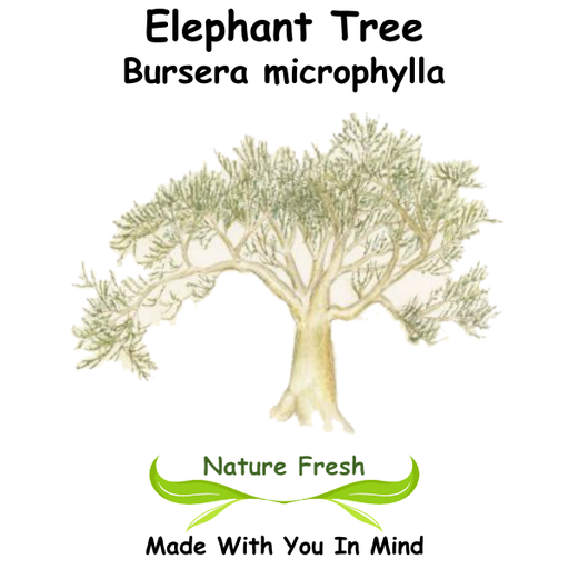 Elephant Tree