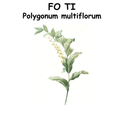 Fo Ti ST