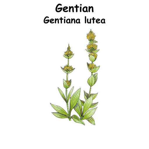 Gentian ST