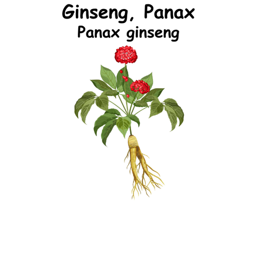 Ginseng, Panax ST