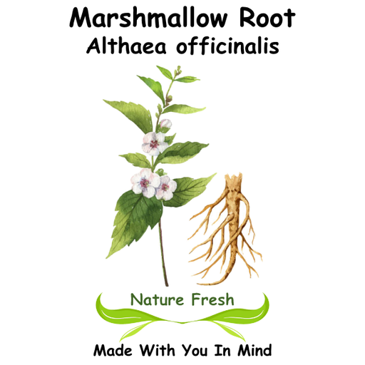 Marshmallow Root