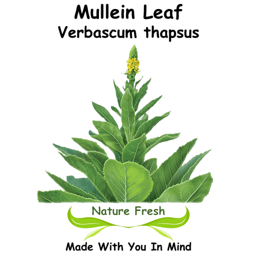 Mullein Leaf