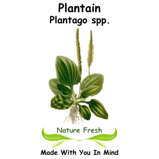 Plantain