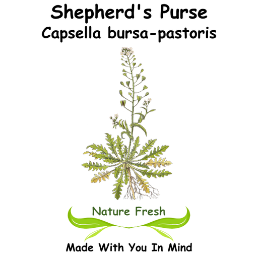 Shepherd's Purse