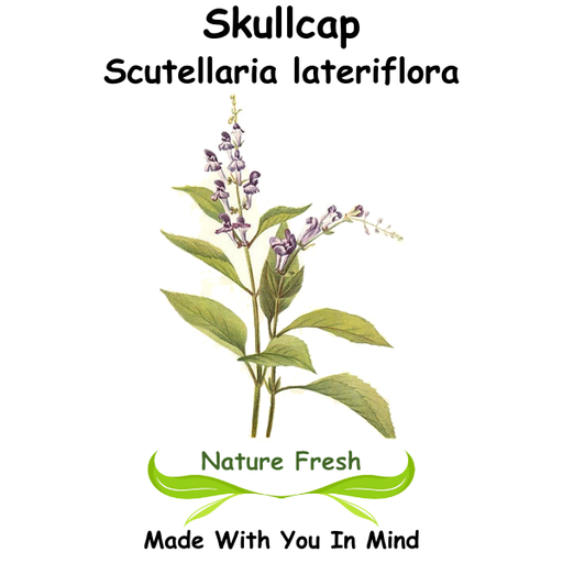 Skullcap