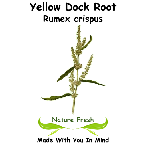 Yellow Dock
