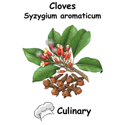 Cloves ST Cul